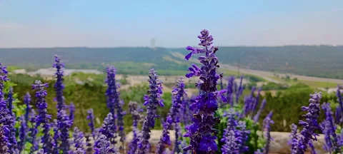 Purple flowers 1 Stock Footage 276932349