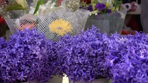 Purple flowers 2 Stock Footage 104114056