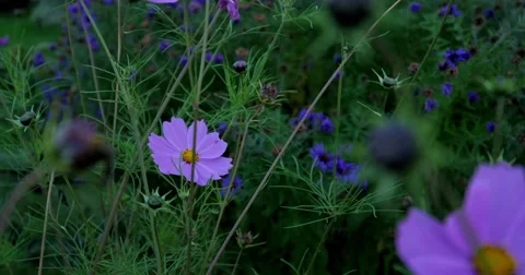 Purple Flowers 4K Stock Footage 43220662