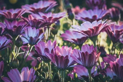 Purple flowers of African daisy Stock Photos