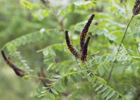 Purple flowers of Amorpha fruticosa Stock Photos