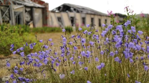 Purple flowers on the ancient ruins 스톡 동영상 59347148