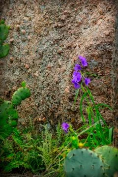 Purple Flowers and cactus accompany a granite rock Stock Photos
