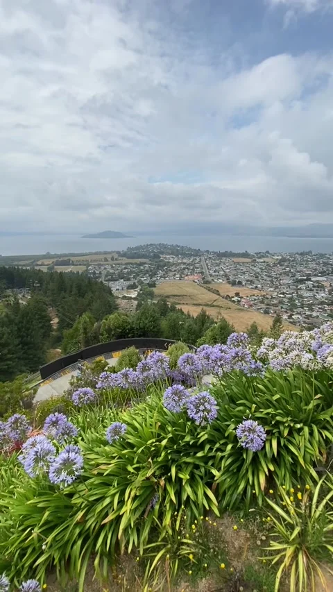 Purple flowers and cityscape in Rotorua Vidéo 344122829