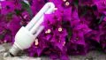 Purple flowers and energy-saving light bulb HD Footage