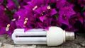 Purple flowers and energy-saving light bulb HD Footage
