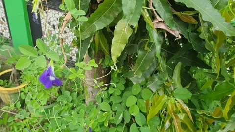 Purple flowers and green leaves blowing in the wind Stock Footage 329753553