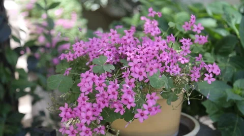 Purple flowers background Video stock 50616699