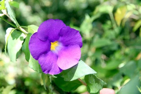 Purple flowers in the backyard. Stock Photos