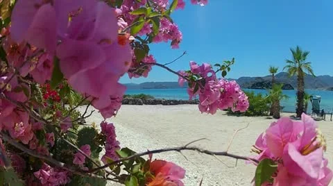 Purple Flowers on the Beach 스톡 동영상 22105015