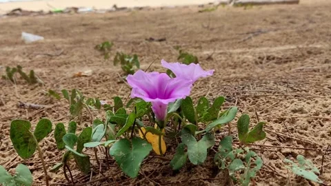 A purple flowers at beach Stock Footage 245999652