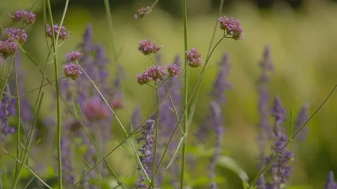 Purple flowers with Bee 스톡 동영상 344994744