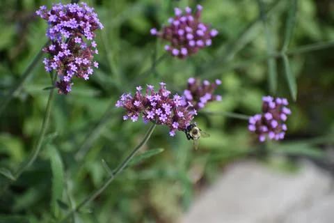 Purple flowers with bee Stock Photos