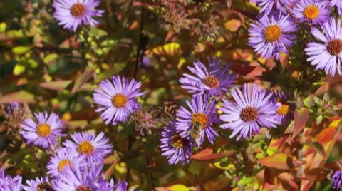 Purple flowers bee track Stock Footage 1038237