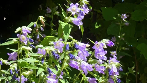 Purple flowers of bellflower with insect pollinators wild bees Stock Footage 316602053