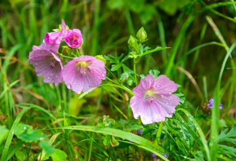 Purple flowers between rocks in mountains Stock Photos
