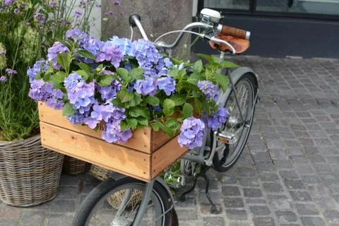 Purple Flowers in Bike Basket Stock Photos