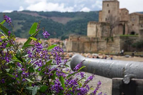 Purple flowers bloom in the foreground while an ancient castle stands majes.. Stock Photos