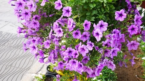 Purple flowers bloom in spring garden swaying from wind in field Stock Footage 113302053