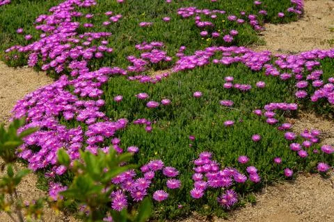 Purple flowers bloom in spring Stock Photos