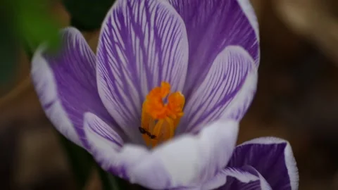 Purple flowers blooming in the forest Stock Footage 224347679