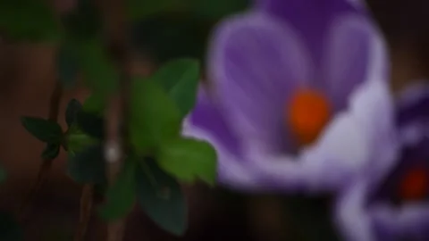 Purple flowers blooming in the forest Stock Footage 224347708