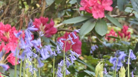 Purple flowers blossoming in spring. Stock Footage 105667556