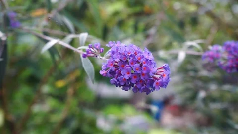 Purple flowers blow in the wind Stock Footage 118083406