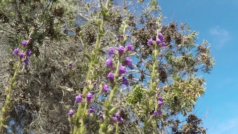 Purple Flowers Blowing in Wind Stock Footage 76686147