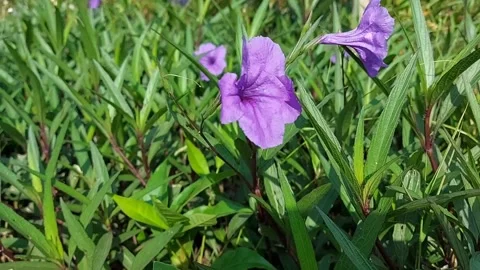 Purple flowers blown in the wind Stock Footage 284072479