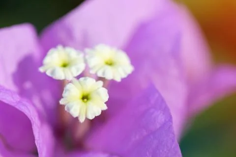 Purple flowers blurred backdrop Foto stock