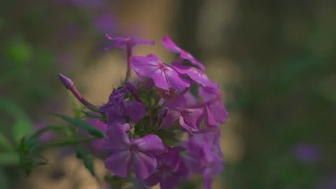 Purple Flowers with bugs in background Stock Footage 209286878