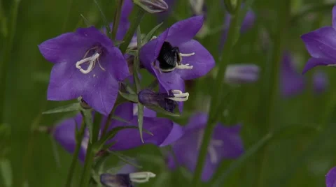 Purple Flowers, bumblebee Vídeo Stock 47817883