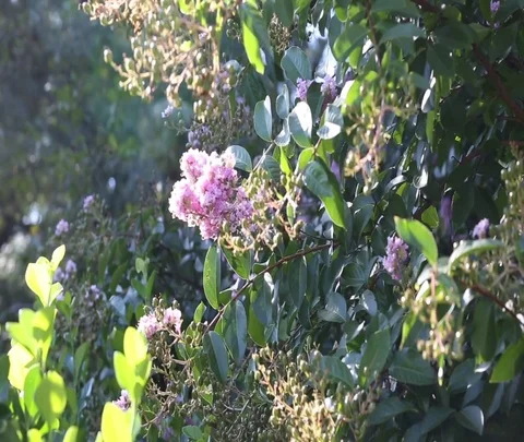 Purple flowers central park conservancy Stock Footage