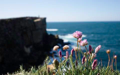 Purple flowers on a cliff. Colorful flowers. Stock Photos