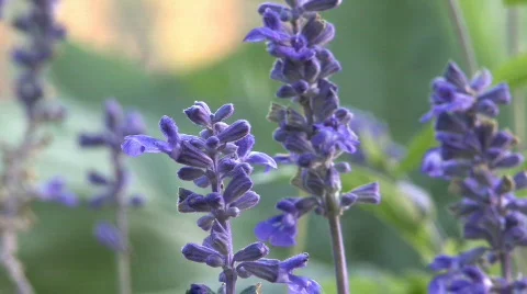 Purple Flowers close up Stock Footage 271203