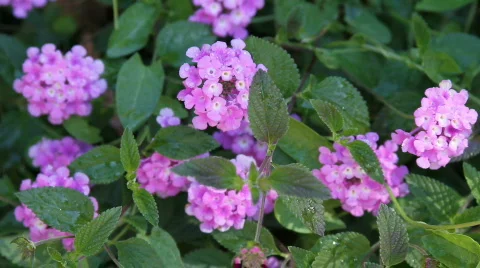 Purple flowers close up Stock-Footage 564805
