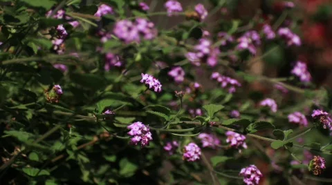 Purple Flowers Close Stock Footage 738683