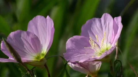 Purple Flowers Up Close Stock Footage 25888461