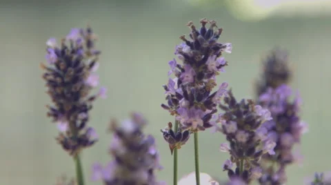 Purple Flowers Close up Stock Footage 59823291