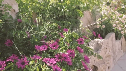 Purple flowers close up Stock Footage 86736821