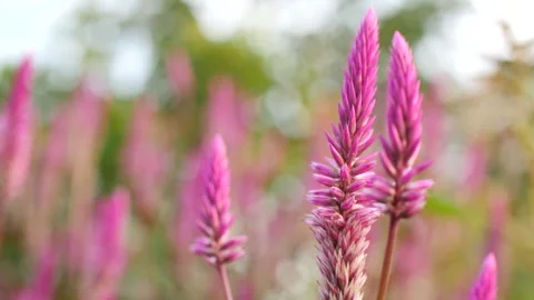 Purple flowers - close up Stock Footage 265753762