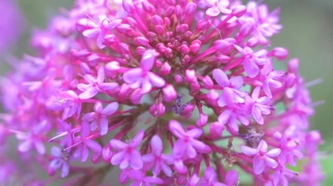Purple Flowers Close Up, Handheld Stock Footage 68661732