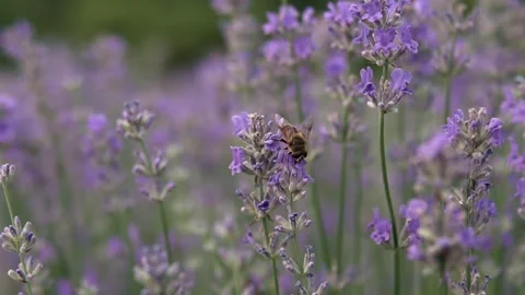 Purple Flowers Close Up with Insect Stock Footage 344042238