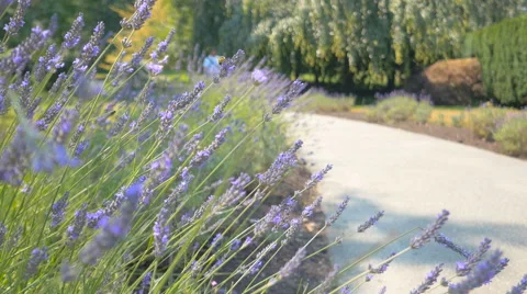 Purple flowers close-up in the park with blur background man walking on camera Stock Footage 63390536