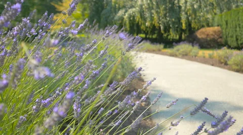 Purple flowers close-up in the park with blur background of walkway Stock Footage 63391343