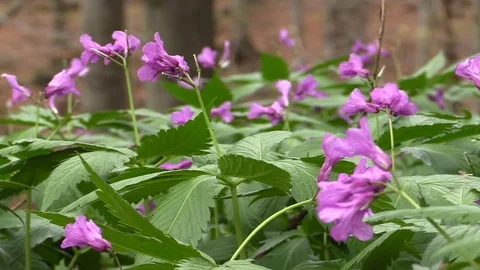 Purple flowers closeup in the forest Stock Footage 81532544