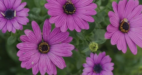 Purple flowers cluster spring bloom Stock Footage 305603271