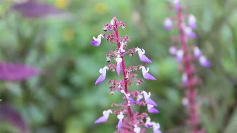 Purple flowers with Cobweb Stock Footage 82594104