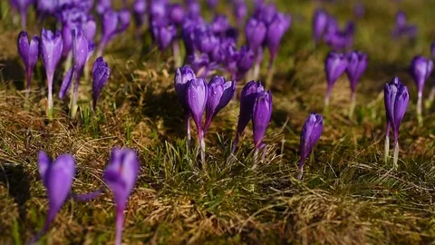 Purple flowers crocuses in spring move on the wind Stock Footage 73182875